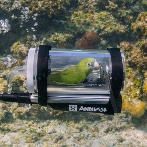 Submarine explorer 🤿